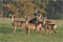 <p>SRNEC OBECNÝ (Capreolus capreolus) Šluknovsko - Jiříkov /European roe deer - Reh/</p>